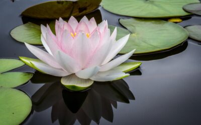 How to Sustain the Face of Rigpa by Mipham Rinpoche